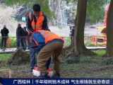 央視報道 | 守護千年古榕，TRU樹木雷達為陽朔榕樹開啟“無損體檢”新時代！